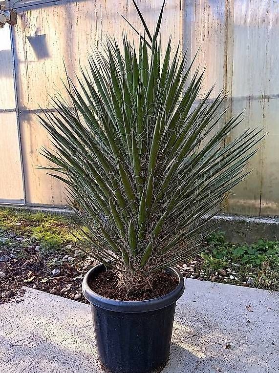 Piante & sementi: Wunderschöne Yucca filifera – Nuovo e nell'imballaggio originale da Zuckenriet venduto da Thur_Plant