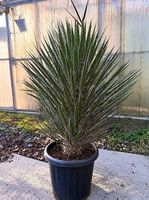 Wunderschöne Yucca filifera