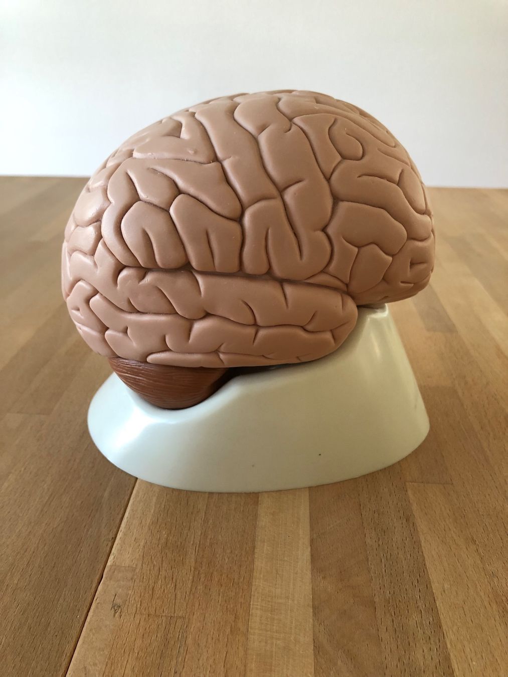 Modellbausätze & Standmodelle: Anatomisches Modell Gehirn – Gebraucht aus Zug von jim_floyd