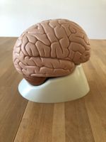 Anatomisches Modell Gehirn