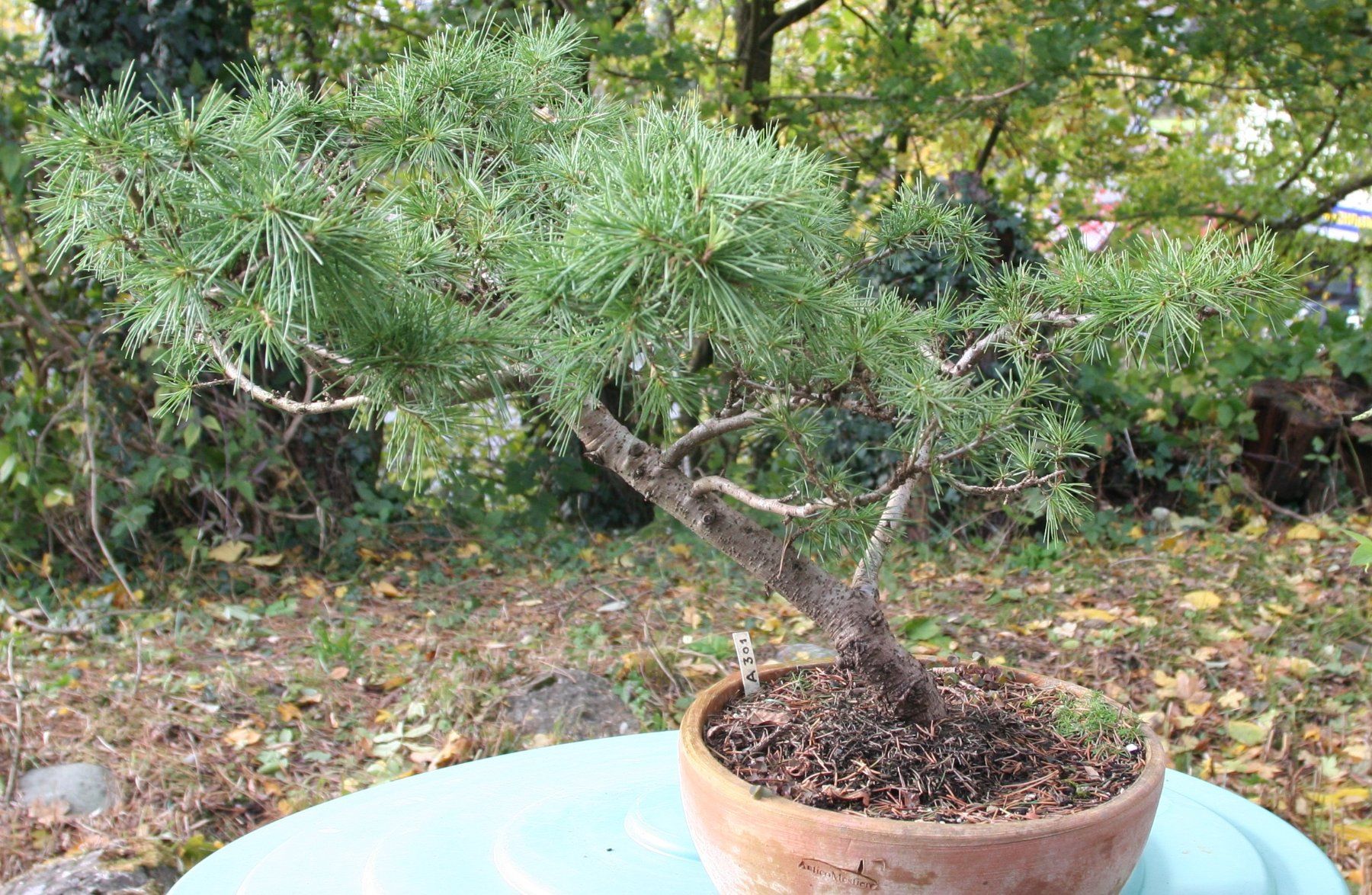 Piante & sementi: BONSAI  -  Himalaya-Zeder – Usato da Gretzenbach venduto da Sikim 1