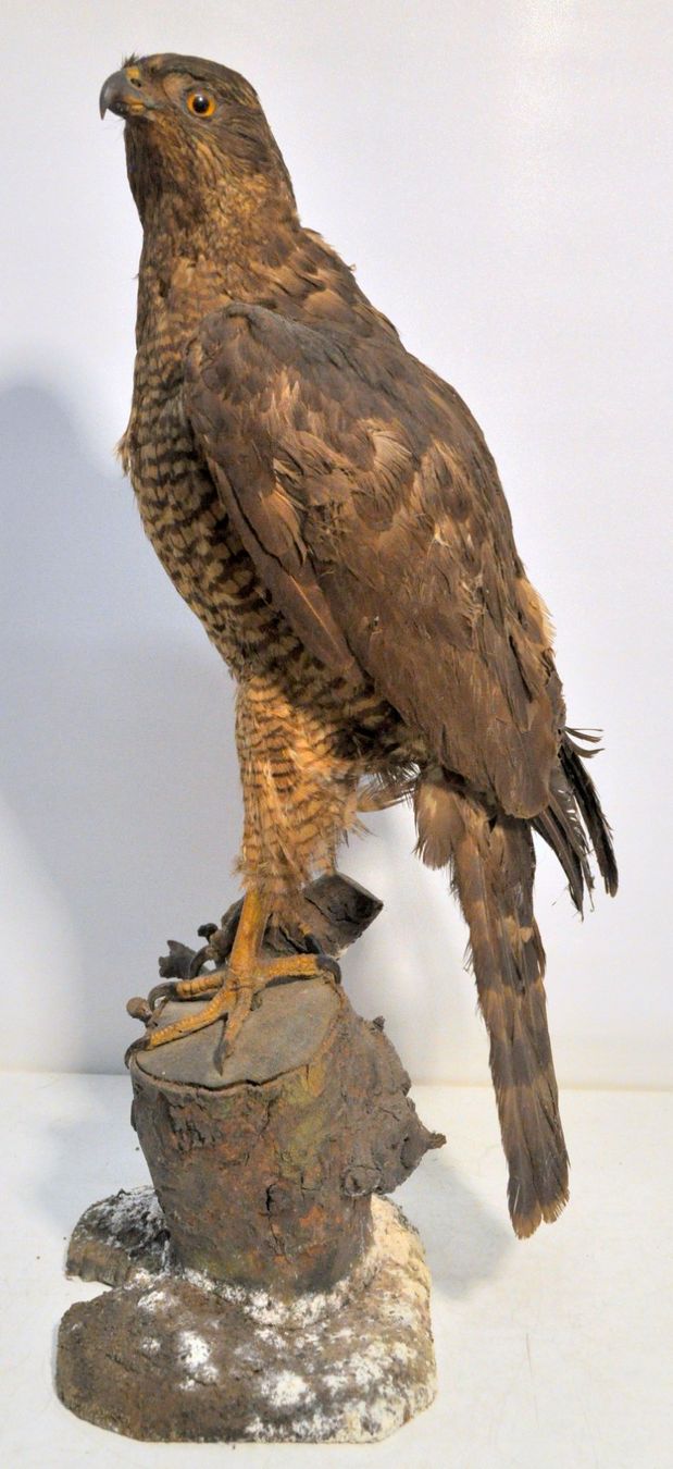 Il mondo degli animali: Rapace naturalisé – Usato da Neuchâtel venduto da Neuchatel 1