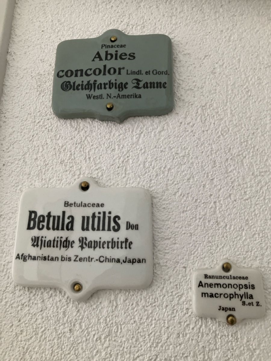 Piante & sementi: Schilder  Botanisch! – Usato da Bichwil venduto da Bac2