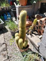 Notocactus leninghausii (80 cm Höhe)