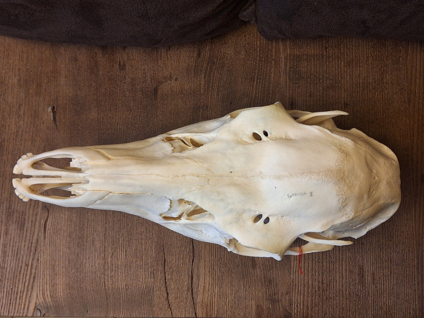 Il mondo degli animali: Rothirsch wbl. – Usato da Widnau venduto da skullcollector 4