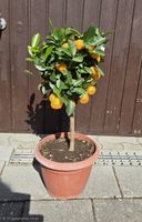 Wunderschönes Calamondin-bäumchen 