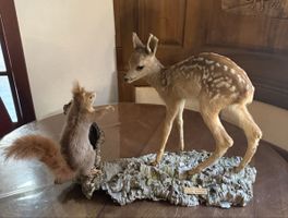 Pièce de taxidermie unique: Faon et écureuil naturalisés