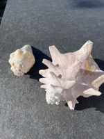 2 wunderschöne Muscheln, Deko Sommer 🐚☀️