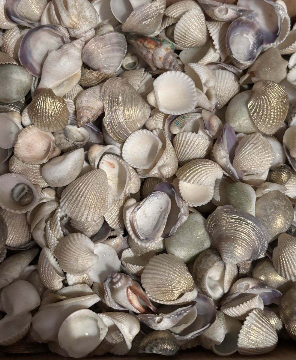 Tutte le decorazioni: Muscheln im Karton, zum Dekorieren, Basteln oder Sammeln – Usato da Urdorf venduto da leoale 2