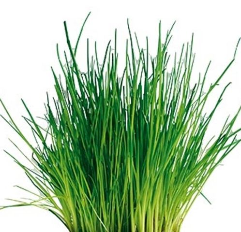 Piante & sementi: 100 Samen SCHNITTLAUCH= "Allium schoenoprasum" – Nuovo e nell'imballaggio originale da Rovio venduto da POSITIFFARTandPLANTS