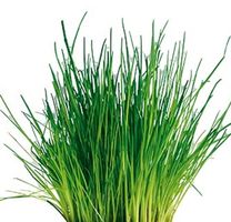 100 Samen SCHNITTLAUCH= "Allium schoenoprasum"