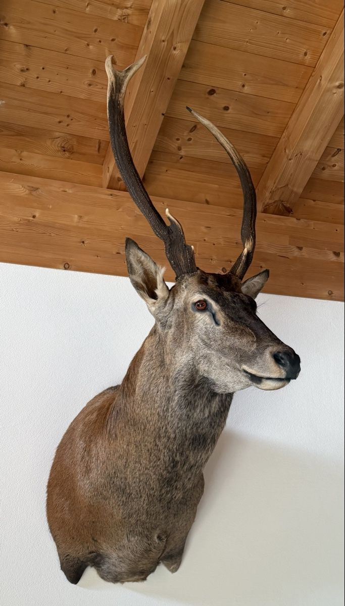 Monde des animaux: Hirsch Präparat – Neuf (Voir description) à Rueun par Scarpa15