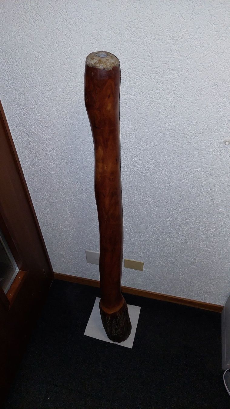 Strumenti musicali: Didgeridoo – Usato da Sullens venduto da Bruj