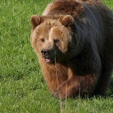 Profile image of Fozziebear