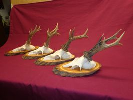 Reh, Geweihe, Trophäe, Horn, Dekoration, Jagd Abwurfstangen