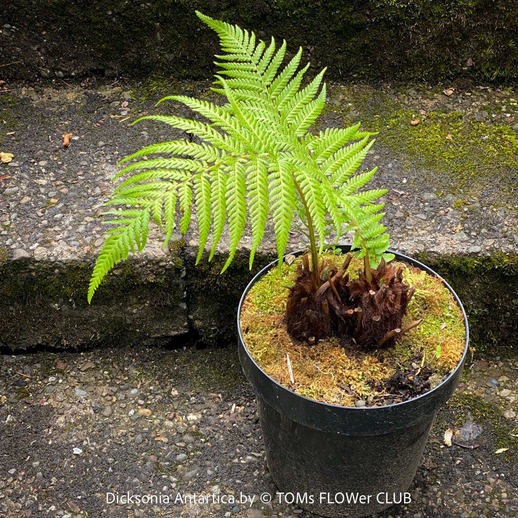 Piante & sementi: Dicksonia Antartica / Baumfarn - starker Doppelstamm – Nuovo e nell'imballaggio originale da Adliswil venduto da TAKEYOURPLANT 4