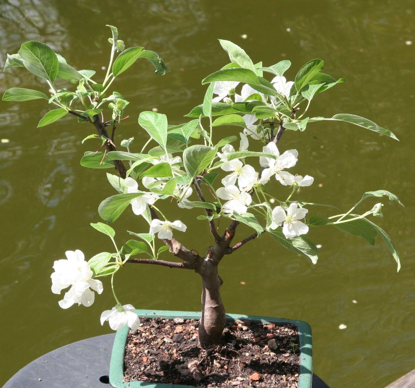 Plantes & graines: BONSAI  -  Zierapfel – D'occasion à Gretzenbach par Sikim 1