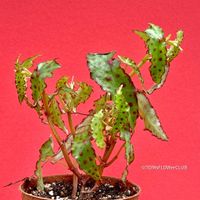 Begonia Amphioxus - Ein Highlight für Sammler und Terrarien