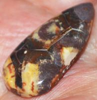 Cabochon L-780 – Vogel Augen Jaspis