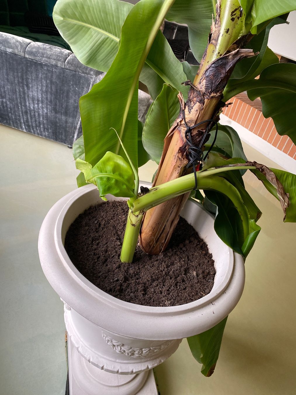 dorado dracaena Corn Plant
