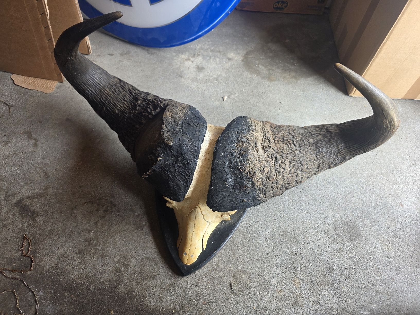 Altre raccolte & rarità: Wasserbüffel Schädel – Usato da Hasle LU venduto da Auctions_Hunters