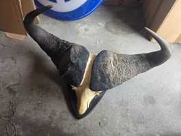 Wasserbüffel Schädel