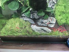 eleocharis pusilla