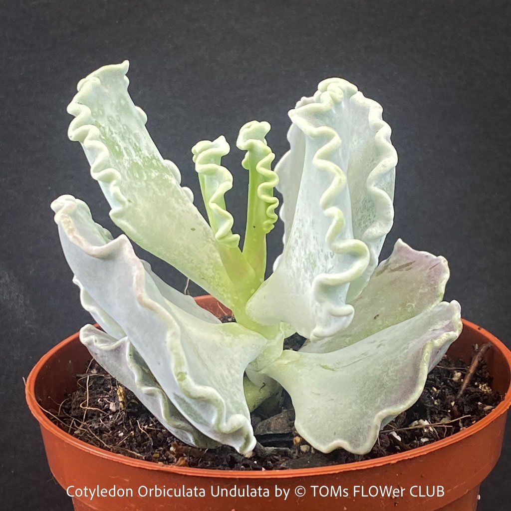 Piante & sementi: Cotyledon Orbiculata var. Undulata mit silberblauen Blättern – Nuovo e nell'imballaggio originale da Adliswil venduto da astom369 6