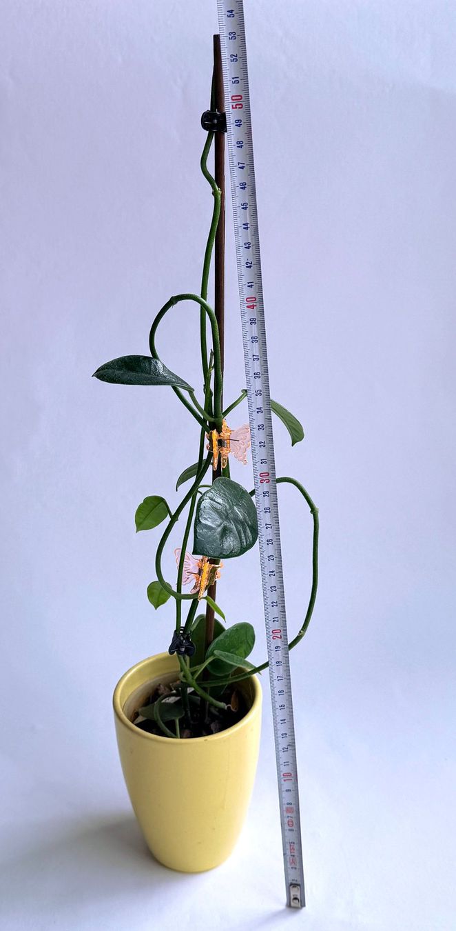 Piante & sementi: Hoya sp. Dianel ISH***** – Nuovo (secondo la descrizione) da Dübendorf venduto da Orchid18 3