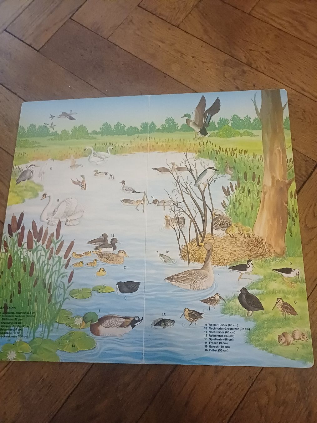 Libri: Kinderbuch: Tiere erkennen – Usato da Schönenwerd venduto da pomodor 2