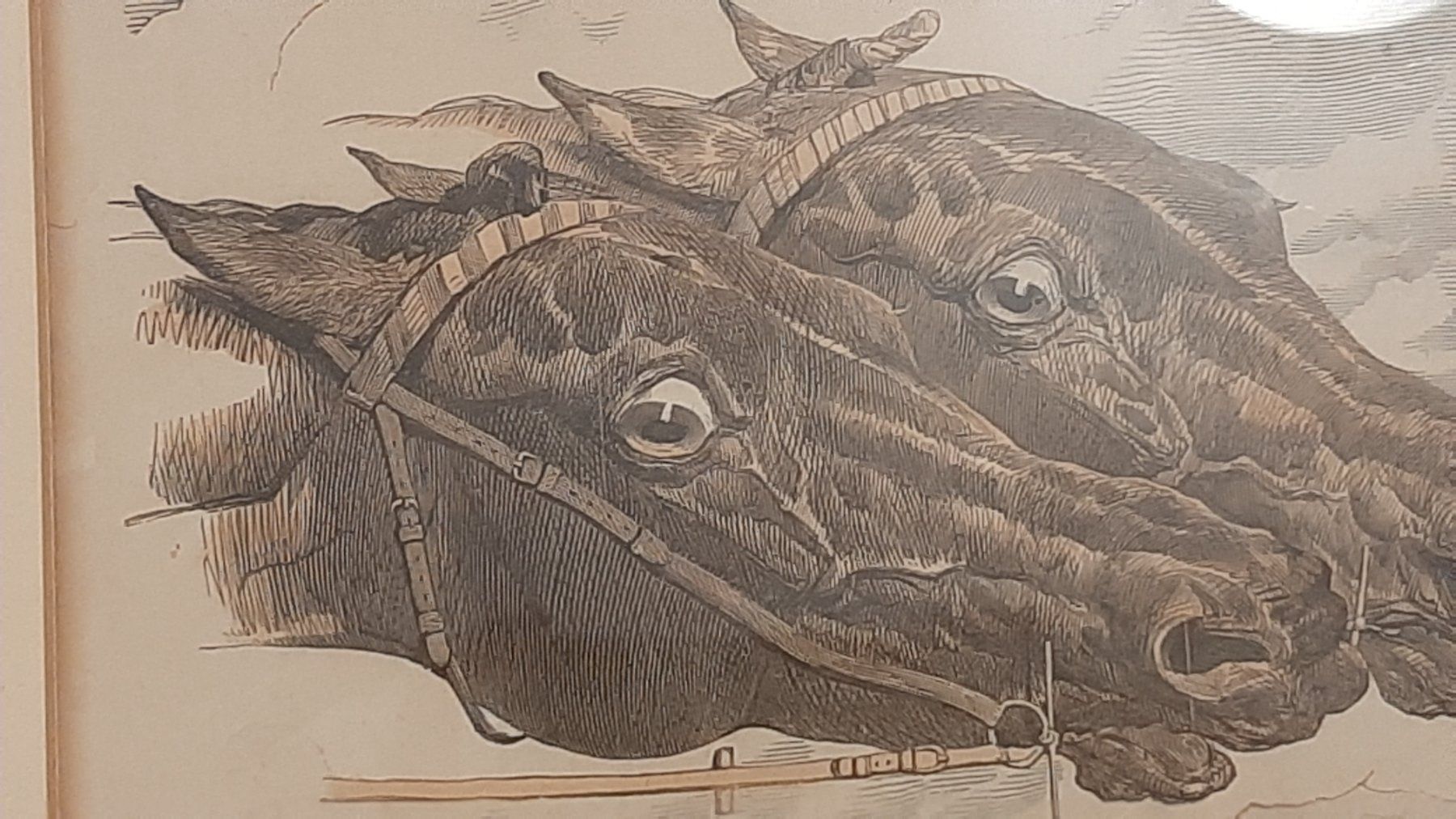 Grafica & Litografie: Litografia - Teste di cavallo – Nuovo (secondo la descrizione) da Porza venduto da ulletta1 3