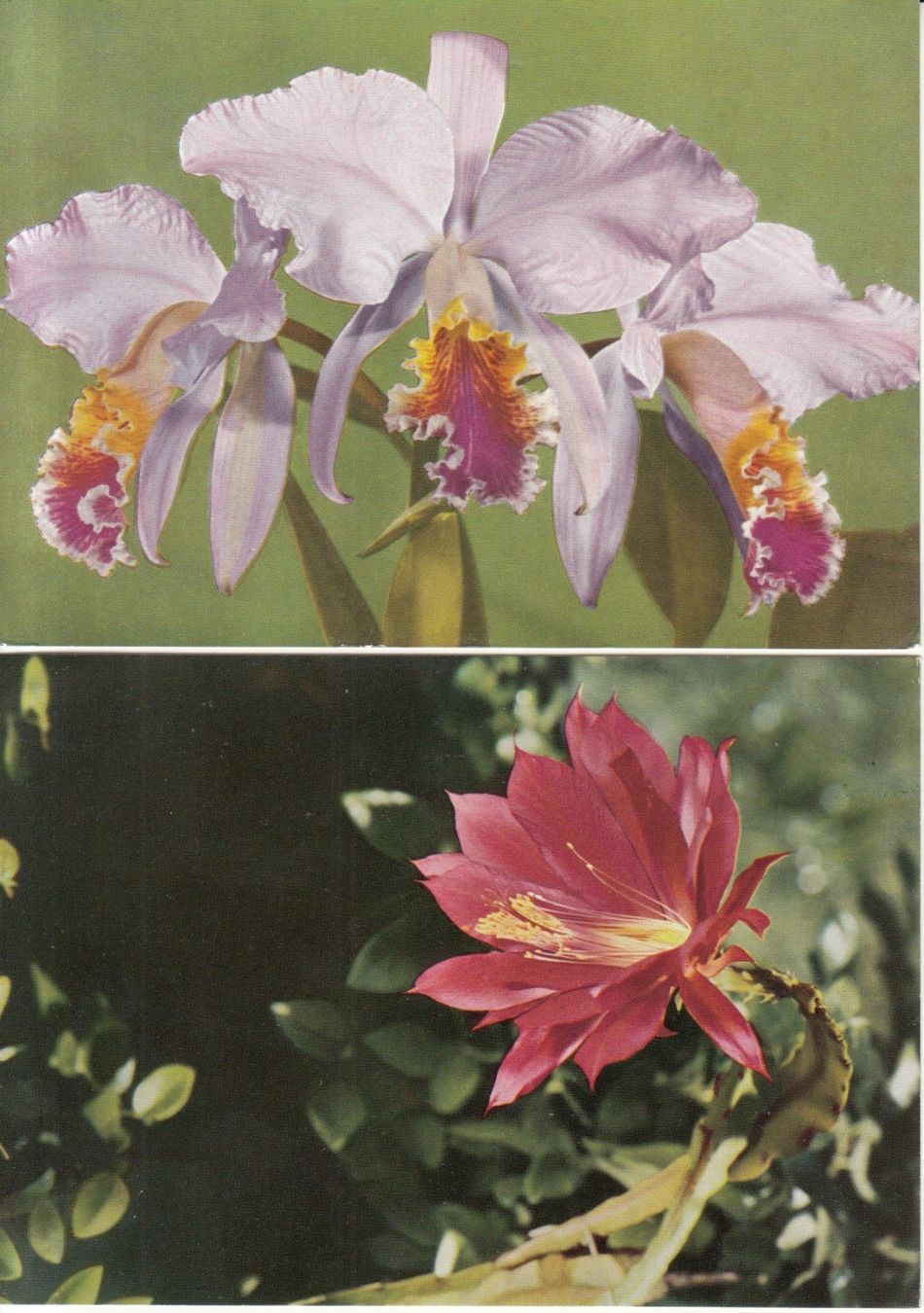 Cartoline postali: Blumen ca. 1970, 4 Stk – Usato da Bürglen TG venduto da StampGraf 1