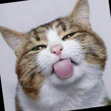 Profile image of tamac