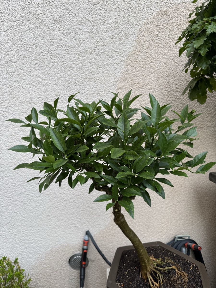 Piante & sementi: Limequat Bonsai im Bonsai-Topf – Usato da Rümlang venduto da Gruseh.ch 4