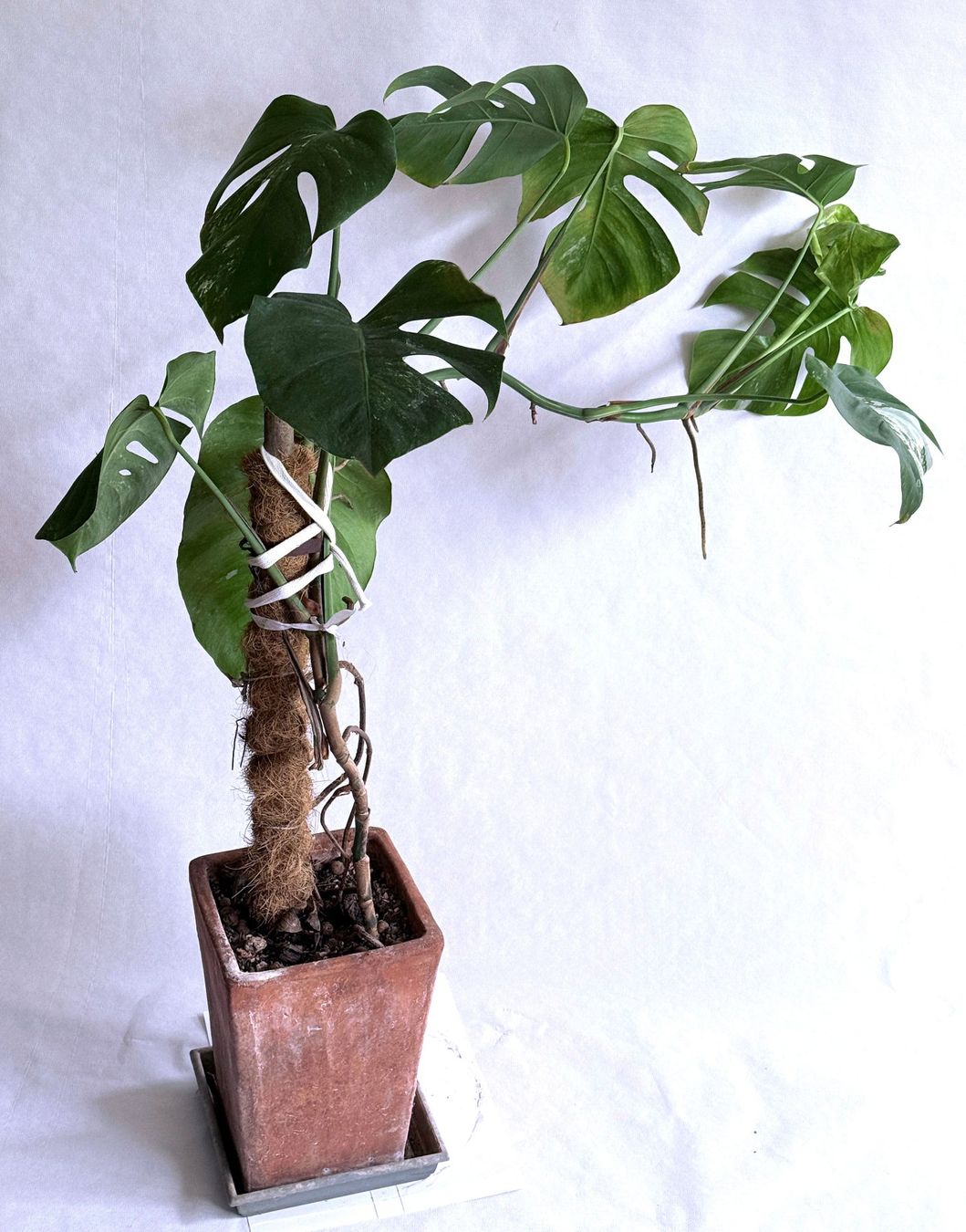 Piante & sementi: Monstera variegata***** – Nuovo (secondo la descrizione) da Dübendorf venduto da Orchid18