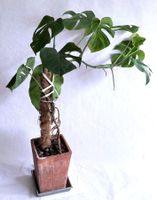 Monstera variegata*****