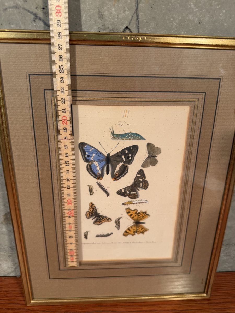 Incisioni: Framed Antique Butterfly Print, Entomology Wall Decor – Usato da Lausanne venduto da vas_mbk2 2