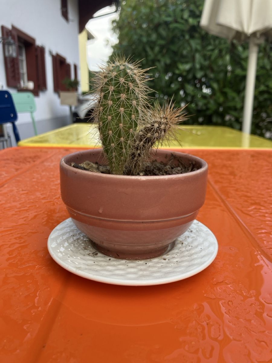 Piante & sementi: Kaktus in Tee-Tasse – Usato da Knonau venduto da fiomuckel 2