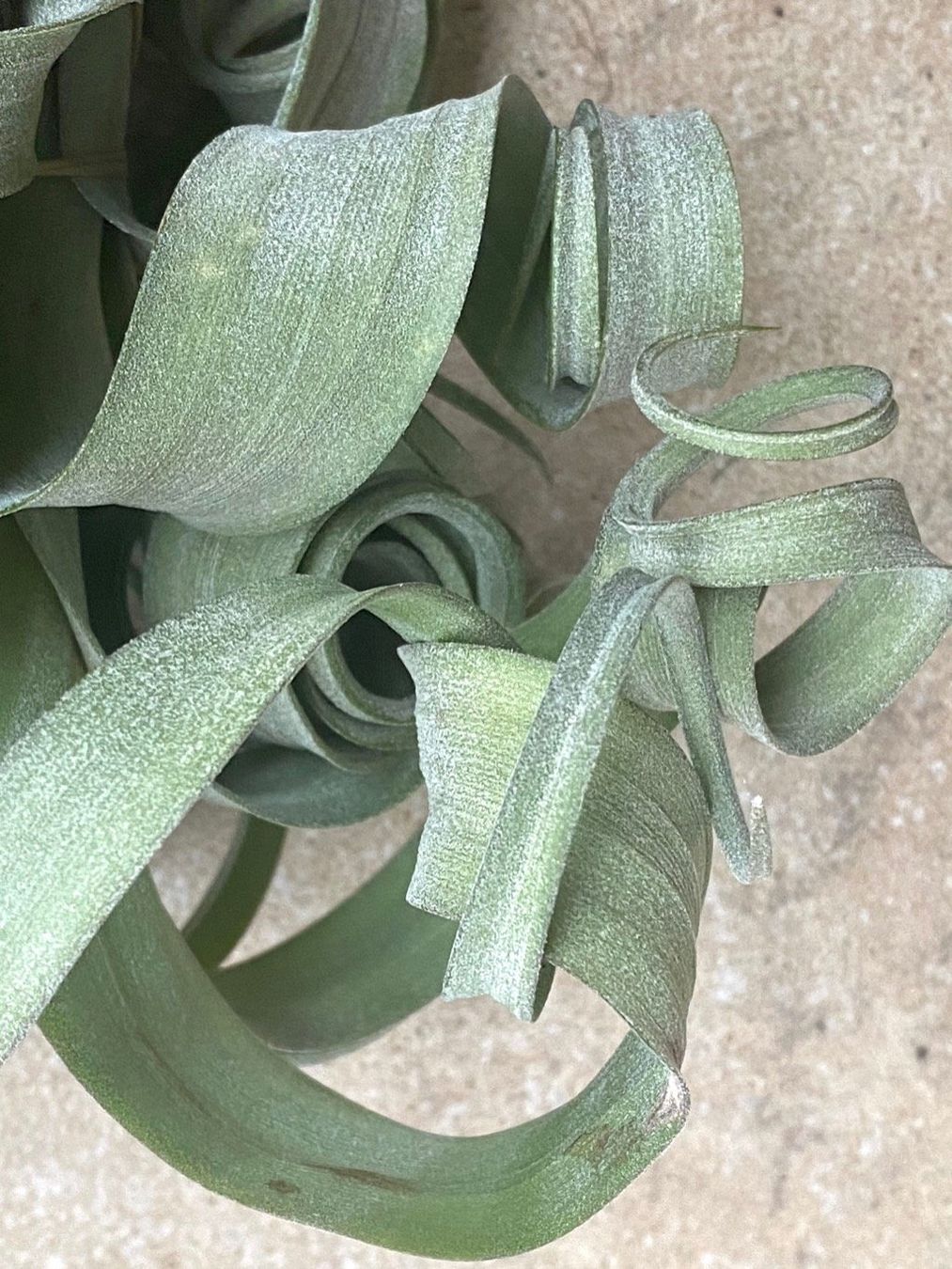 Piante & sementi: Tillandsia Curly Slim - Mutter- mit Tochterpflanze – Nuovo e nell'imballaggio originale da Adliswil venduto da astom369 3