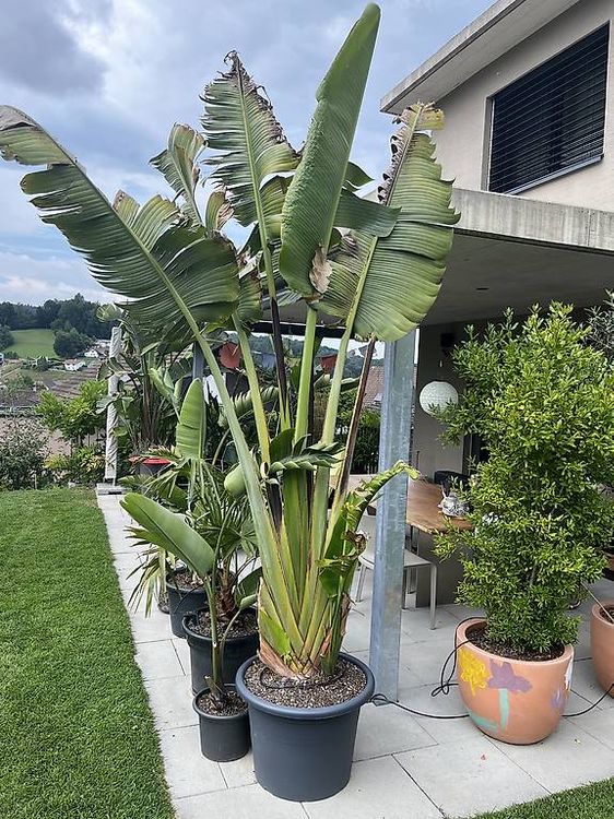 Baum Des Reisenden Kaufen