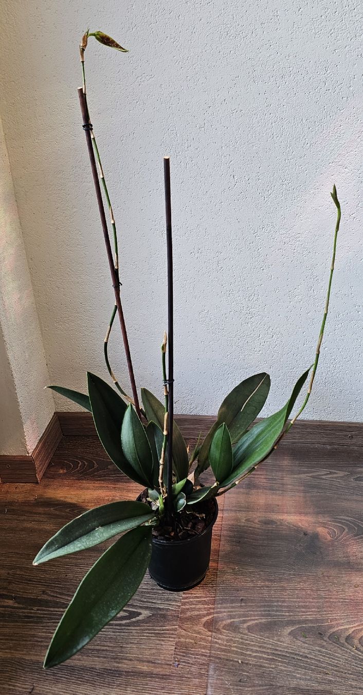 Piante & sementi: Orchidee Psychopsis Mariposa – Usato da Jona venduto da Smurnaya 1