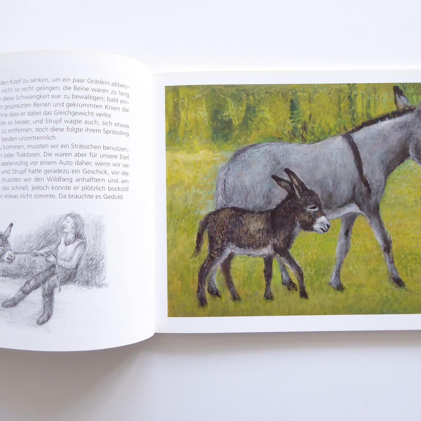 Libri: Strupf wird Samichlaus-Esel – Usato da Basel venduto da Kunterbunt12 3