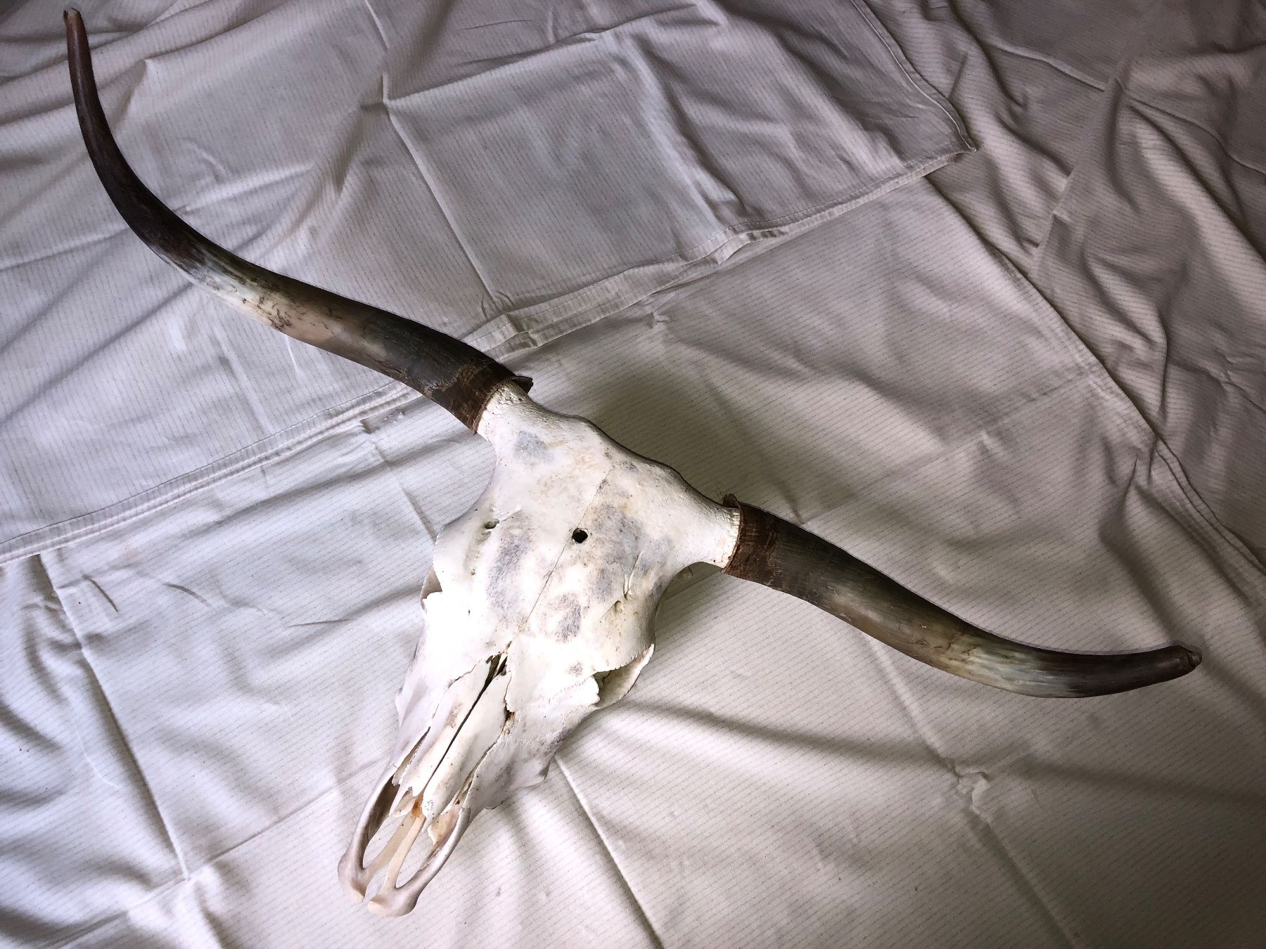 Tutte le decorazioni: Echter Stier Schädel - Western Deko – Usato da Zürich venduto da swinguin 1