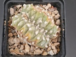 Lophophora Sp. Cristata, Wurzelecht, Omega-Selten