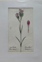 Lithographie um 1800, Botanik, RAR!
