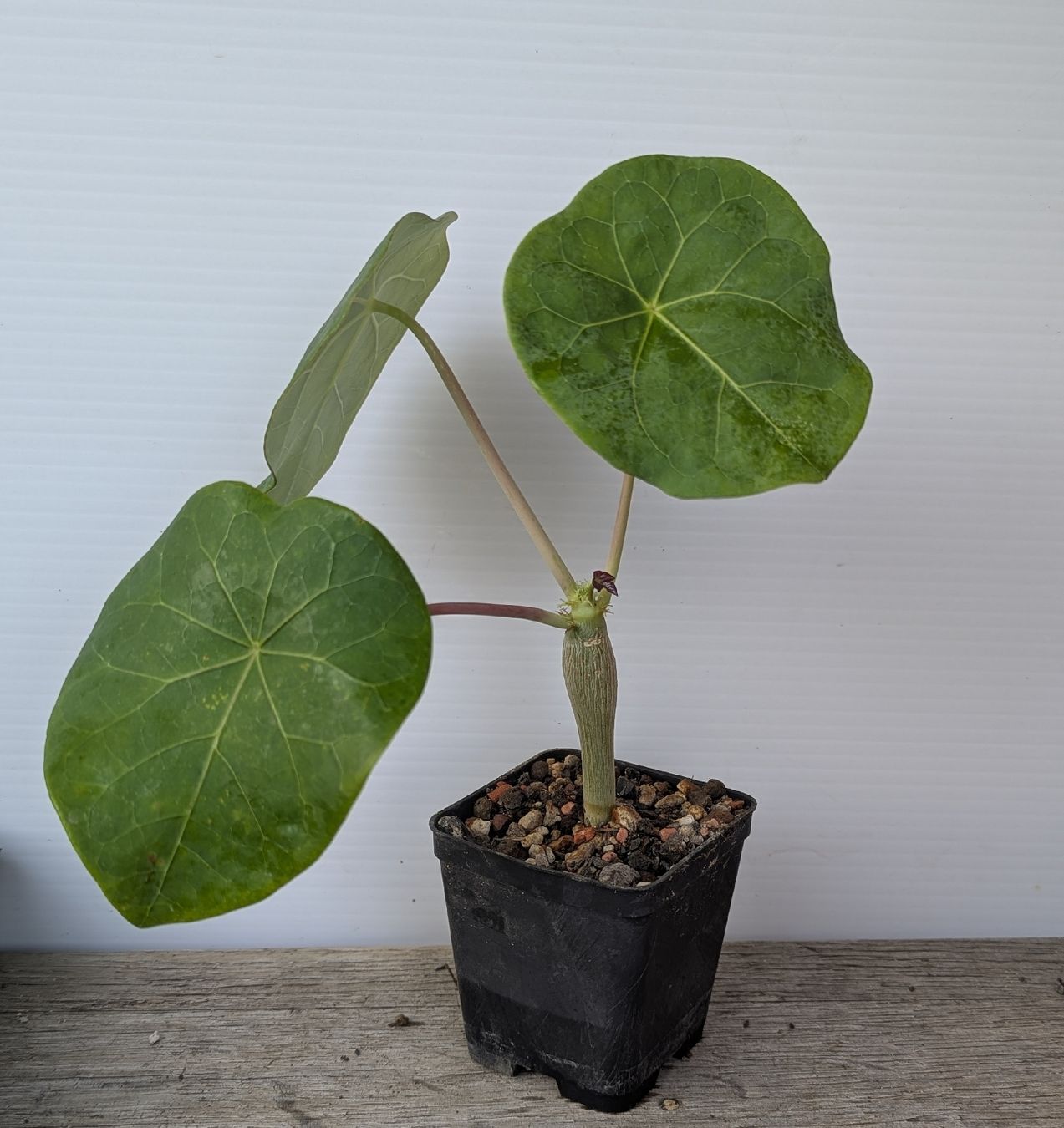 Pflanzen & Samen: Jatropha podagrica  – Gebraucht aus Comano von che_8lc2