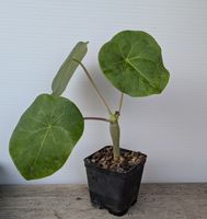 Jatropha podagrica 
