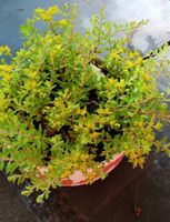 Pianta succulenta in vaso, fioritura gialla estiva