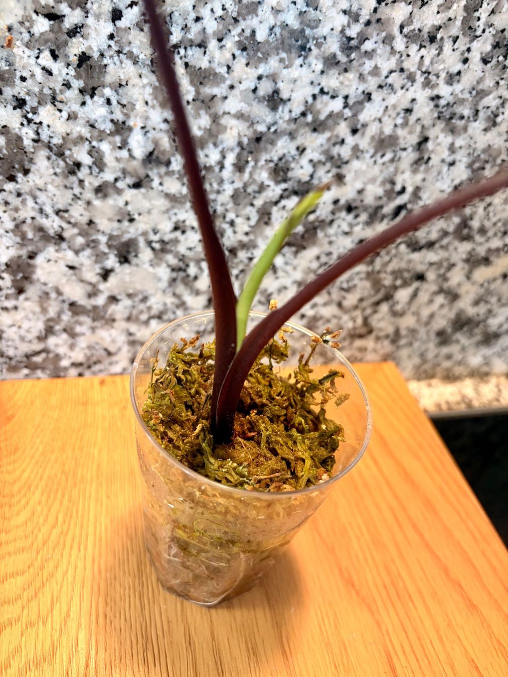 Piante & sementi: Alocasia Black Stem Albo – Nuovo (secondo la descrizione) da Kaiseraugst venduto da dka_b97z 3