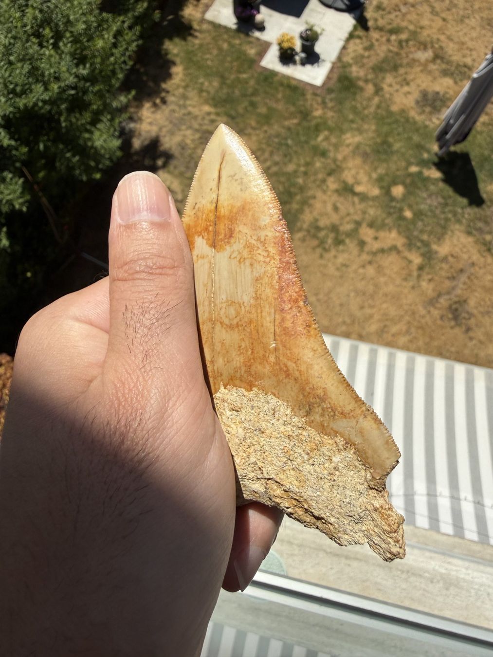 Fossilien: Megalodon Zahn Indonesien – Gebraucht aus schüpfen von rica122 2